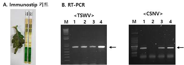 바이러스 진단을 위해 사용된 Immunostrip 및 RT-PCR 진단법