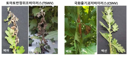 국화 재배지에서 발생하는 총채벌레 매개 바이러스(TSWV와 CSNV)의 병징