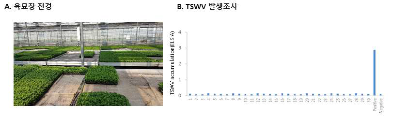 스프레이 국화 육묘장에서 바이러스병 조사(TSWV, ELISA로 진단)