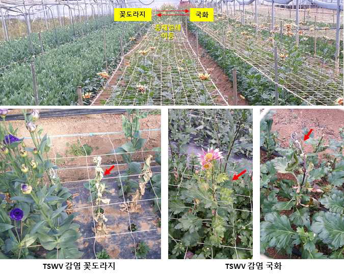 같은 시설하우스에 식재된 화훼작물(절화류)에서 TSWV 증상 확인