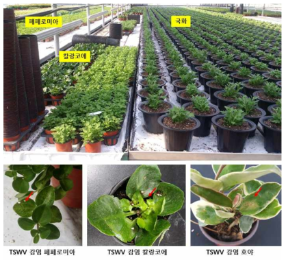 같은 시설하우스에 식재된 화훼작물(분화류)에서 TSWV 증상 확인