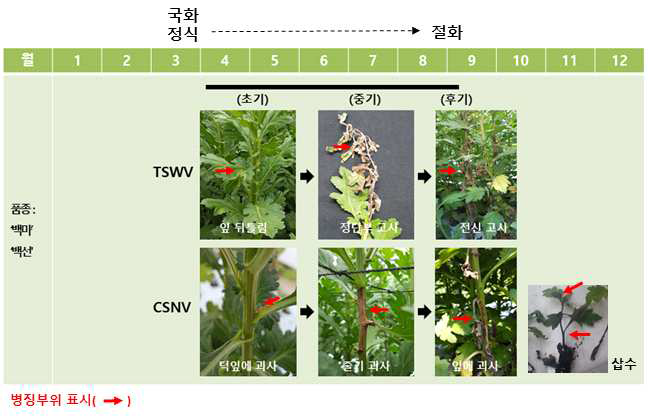 국화에서 TSWV와 CSNV 병징 차이