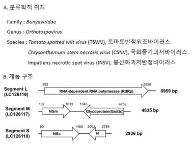 Orthotospovirus에 속하는 3종 바이러스 종류와 게놈 구조