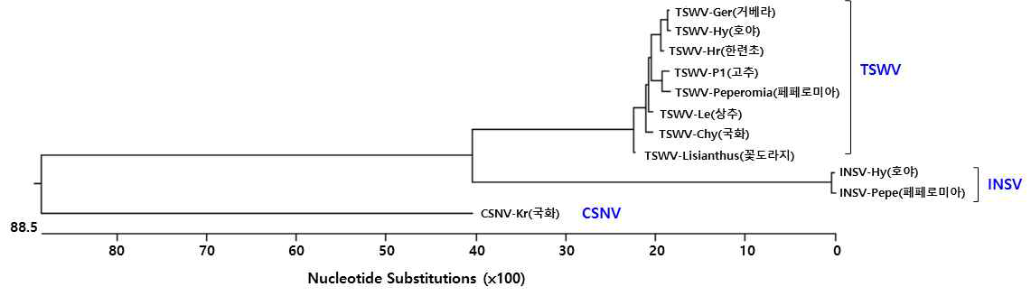 국화 시설하우스 내,외 식물에서 분리한 TSWV, CSNV, INSV의 유전자 계통분석