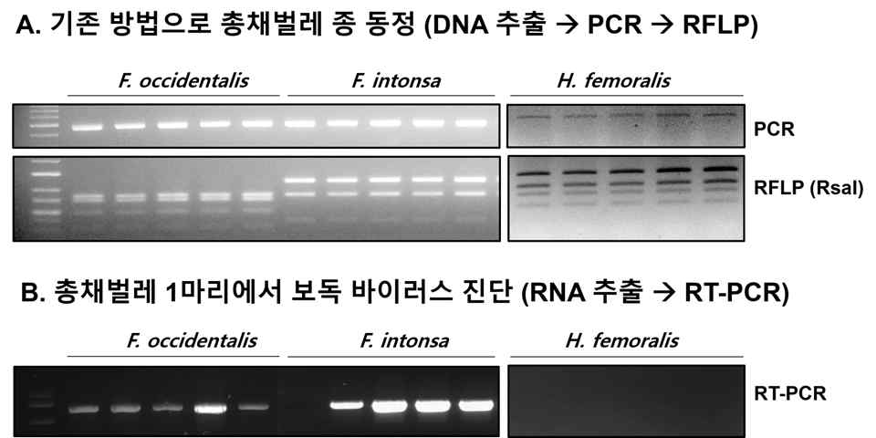 기존에 개발된 총채벌레 종 동정 방법 및 총채벌레 1마리에서 보독 바이러스 진단