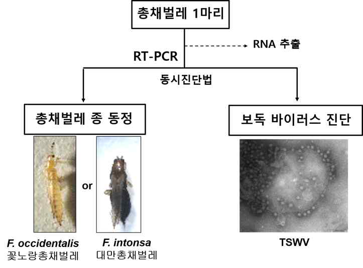 총채벌레 1마리에서 총채벌레 종 동정 및 보독바이러스 동시진단 방법 모식도