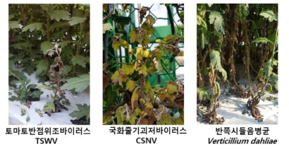 국화 총채벌레 매개 바이러스 2종(TSWV, CSNV) 및 유사병징을 나태는 반쪽시들음병(V. dahliae)의 감염증상