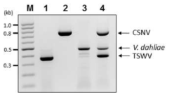 TSWV, CSNV 및 V. dahliae 동시다중진단 기술 개발 및 특이 진단 확인. Lane 1: TSWV 단독감염 국화잎, 2 : CSNV 단독감염 국화잎, 3 : V. dahlia 단독감염 국화잎, 4 : TSWV, CSNV 및 V. dahliae 3종을 혼합