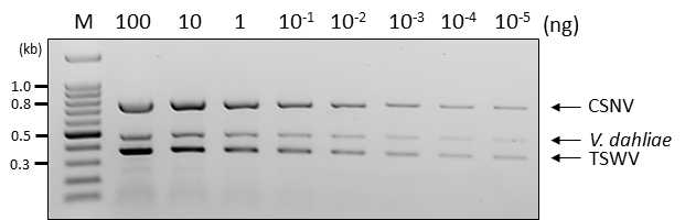 국화에서 추출한 total RNA를 10배씩 순차적으로 희석한 다음 TSWV, CSNV 및 반쪽시들음병(V. dahliae)을 동시진단한 결과. (Lane M: 100bp DNA marker, 희석된 total RNA농도는 agarose gel 사진 상단부에 표시함)
