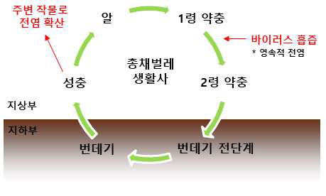 총채벌레 생활사 및 바이러스 보독시기