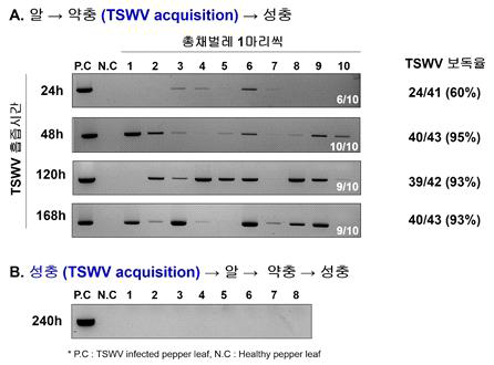 총채벌레의 TSWV 흡즙 시간별 바이러스 보독율 조사