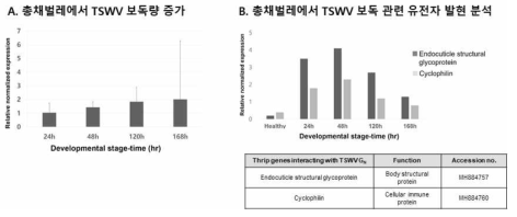 총채벌레에서 TSWV 정량분석을 통해 충내 보독량 증가 확인