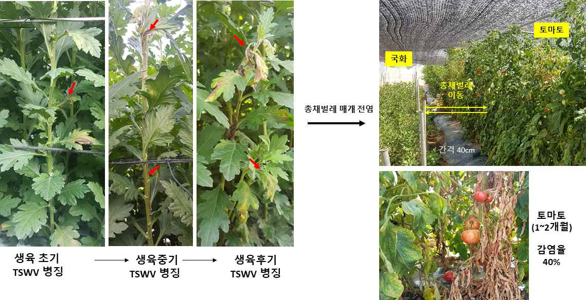 같은 하우스에 식재된 국화 및 토마토에 나타난 TSWV 병징 및 확산속도