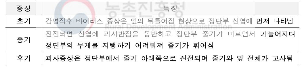 TSWV 감염 국화에서 나타나는 증상 특징