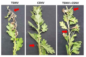 국화에서 TSWV 및 CSNV의 단독, 복합감염 증상