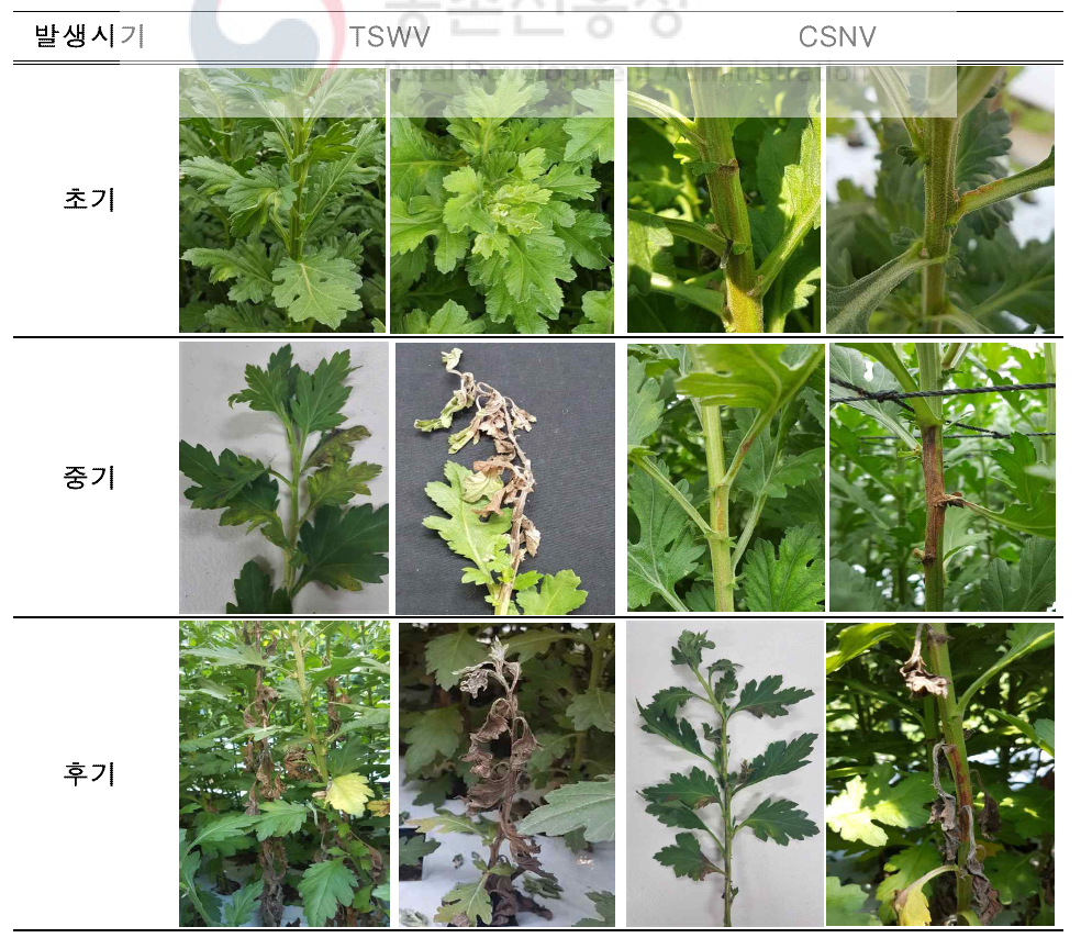 스탠다드 국화재배지에서 나타나는 TSWV 및 CSNV의 증상
