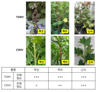 스탠다드 국화품종(신마, 백마, 백선)에서 TSWV 및 CSNV의 병징발현 정도 비교