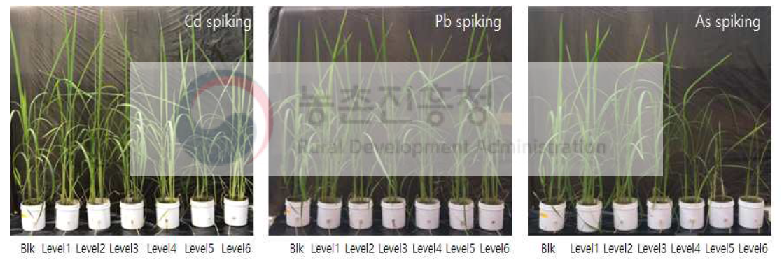 80-day-old plants in JA soil (a)Cd; (b)Pb; (C)As