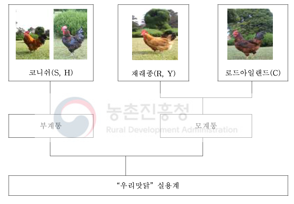 우리맛닭 품종개발 모식도