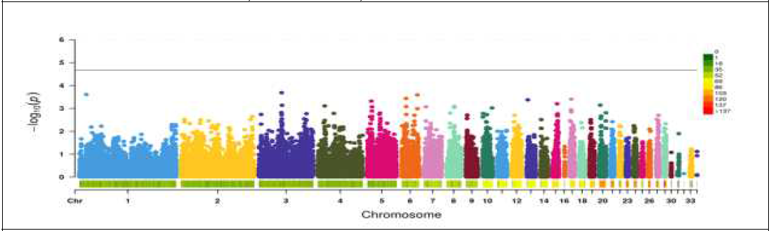 코니쉬 흑색(H) + 코니쉬 갈색(S) 통합 전장유전체 연관 분석 결과(Manhattan plot) (총 808개체의 46, 118개의 SNP 마커 대상)
