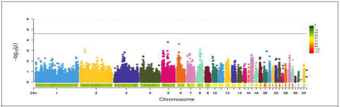 코니쉬 흑색(H) 계통 단독 전장유전체 연관 분석 결과(Manhattan plot) (총 426개체의 41,426개의 SNP마커 대상)
