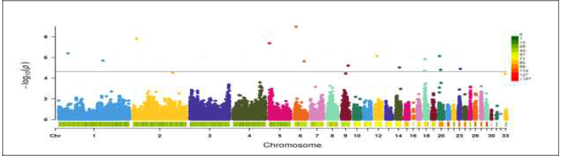 재래 적갈(R) 계통 단독 전장유전체 연관 분석 결과(Manhattan plot) (총 486개체의 43,354개의 SNP마커 대상)