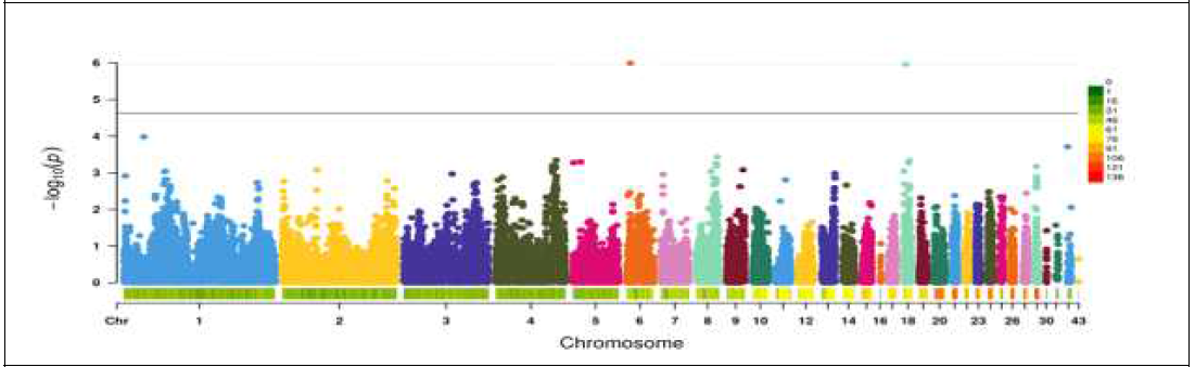 재래 황갈(Y) 계통 단독 전장유전체 연관 분석 결과(Manhattan plot) (총 509개체의 42,404개의 SNP마커 대상)