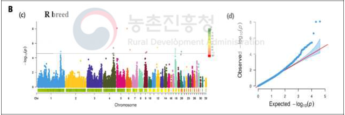 재래 적갈(R) 단독 전장유전체 연관 분석 결과(Manhattan plot) (총 734개체의 41, 118개의 SNP 마커 대상)