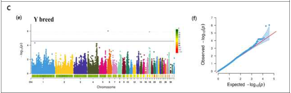 재래 황갈(Y) 단독 전장유전체 연관 분석 결과(Manhattan plot) (총 596개체의 37,726개의 SNP마커 대상)