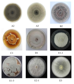 수확 후 분리된 오디 부패곰팡이의 형태 (A2) Alternaria alternata; (A3) Alternaria tenuissima; (B2) Phoma herbarum; (C1) Epicoccum nigrum; (D1) Fusarium tricinctum; (E1-1) Fusarium sp.; (E1-3) Penicillium expansum; (E2-1) Arthrinium sp.; (E3) Trichoderma atroviride