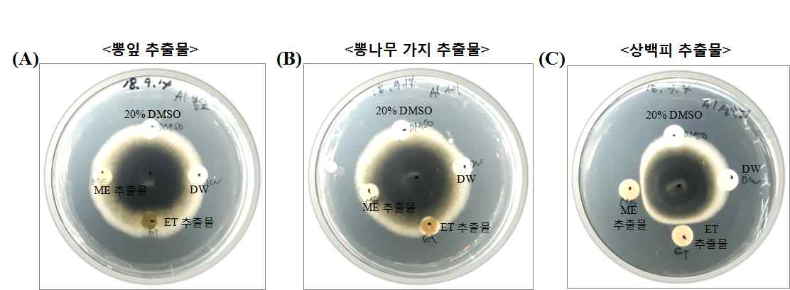 Alternaria alternata의 paper disc법을 이용한 추출물별 항진균 활성 뽕잎(A), 가지(B), 상백피(C) Me-OH 및 Et-OH 각 100mg/mL 추출물 30μL 처리