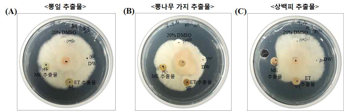 Fusarium sp.의 paper disc법을 이용한 추출물별 항진균 활성 뽕잎(A), 가지(B), 상백피(C) Me-OH 및 Et-OH 각 100mg/mL 추출물 30μL 처리