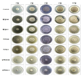 뽕나무 추출물 처리에 따른 오디 부패균주(A1: Alternaria alternata)의 생장속도(100mg/mL 추출물 10%, v/v 처리)