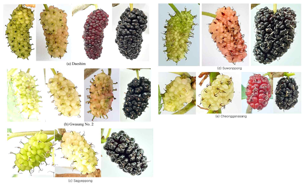 Photographs of mulberries taken from different mulberry cultivars with ripening. (a) Daeshim, (b) Gwasang No. 2, (c) Sagyeppong, (d) Suwonppong, and (e) Cheonggangsang