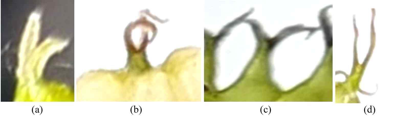 Photographs of female flower. (a) Palchung, (b) Gwasang No. 2, (c) Susungppong, and (d) Daedangsang