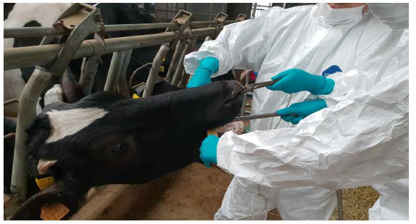 Sampling of rumen fluid using stomach tube