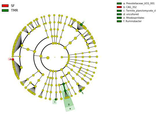 Linear discriminant effect size (LEfSe) analysis of bacteria in SF and TMR