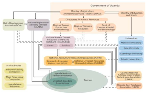우간다 동물유전자원 관련 기관 연계도 (Zonabend et al, 2013)