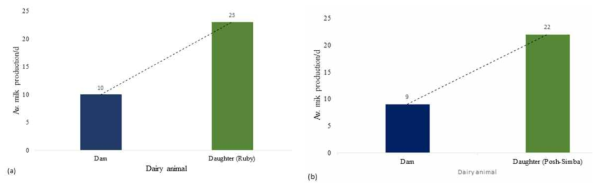 한국 젖소정액 인공수정 후 어미소와 딸소의 일당 우유생산량 비교 * (a) 어미소와 Ruby, (b) 어미소와 Posh-Simba