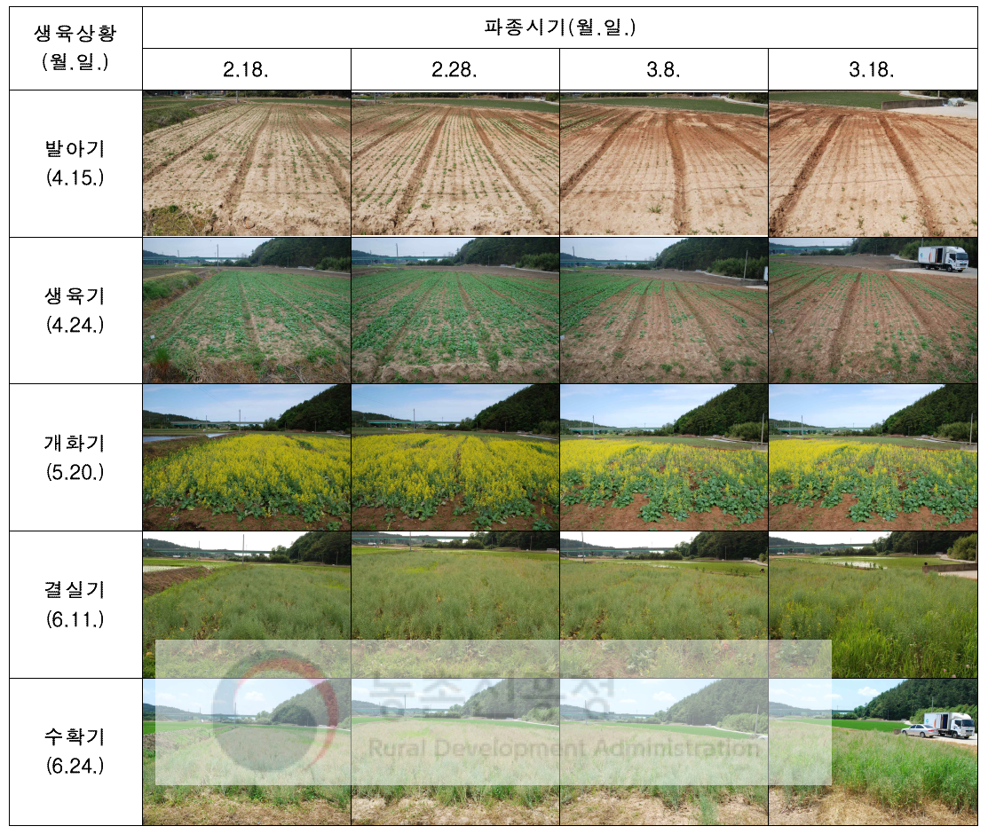논재배 봄파종 유채 파종시기에 따른 생육상황 비교