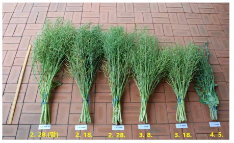 논재배 봄파종 유채 파종시기에 따른 경장 조사 * 조사 일시: 2019년 6월 25일