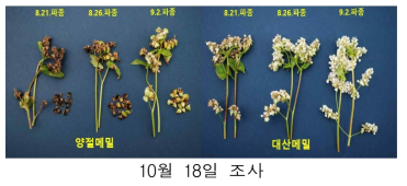 논재배 봄파종 유채 수확 후 후작물(메밀)의 품종 및 파종시기에 따른 생육 비교