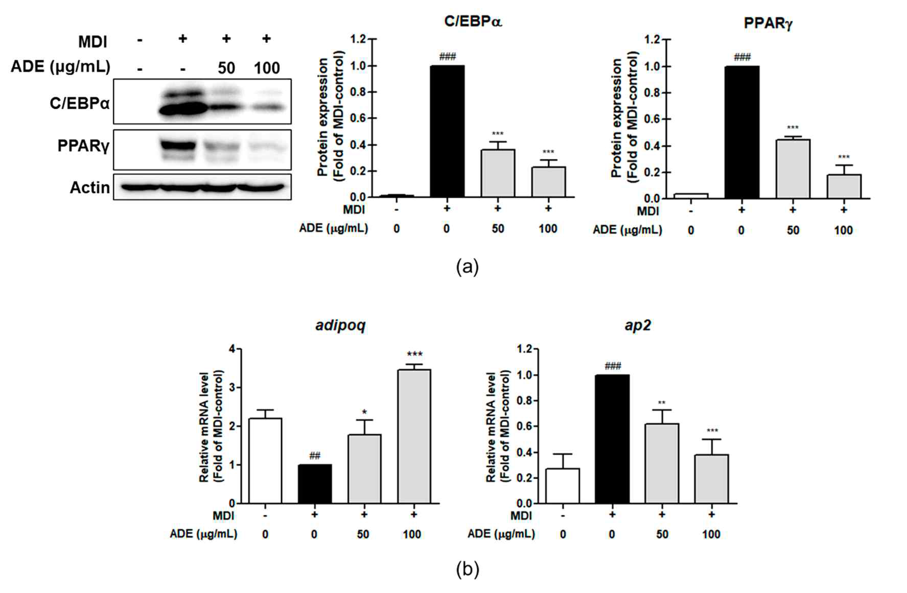 지방세포 내 adipogenesis 관련 단백질 및 mRNA 변화 분석