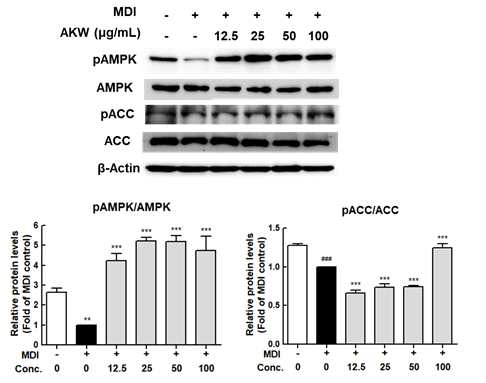 벌개미취 물 추출물에 의한 AMPK signaling pathway 변화