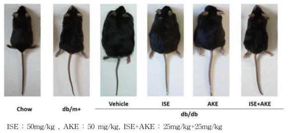 당뇨실험동물의 체중에 미치는 산채 추출물들(ISE, AKE, ISE+AKE)의 영향