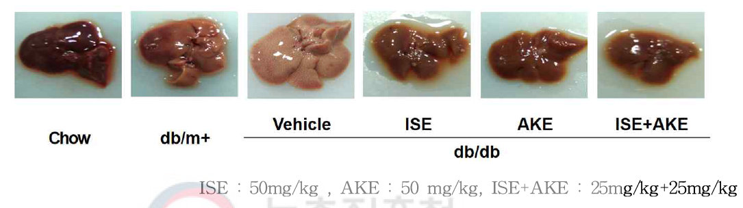 간 조직에 미치는 추출물들(ISE, AKE, ISE+AKE)의 효과