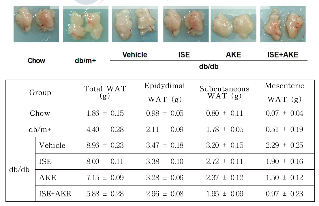 지방 조직에 미치는 추출물들(ISE, AKE, ISE+AKE)의 효과