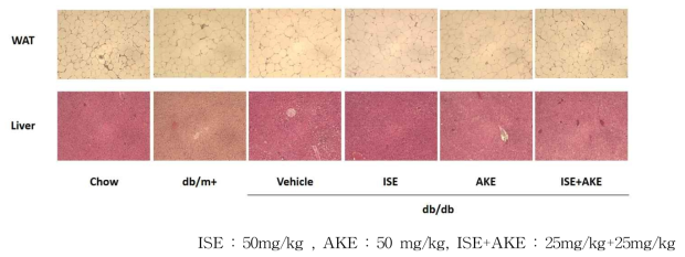 간 조직과 지방 조직에서 미치는 산채 추출물들(ISE, AKE, ISE+AKE)의 영향