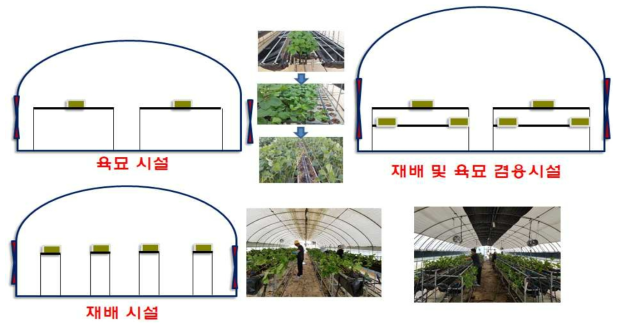 관행 육묘시설과 재배 및 육묘겸용 시설