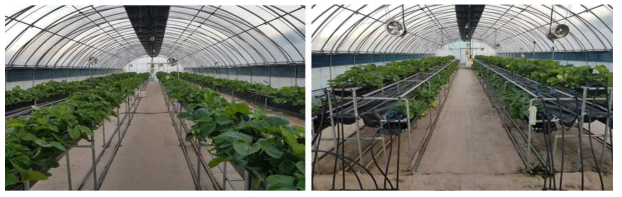 딸기 고설재배 시스템과 재배 및 육묘 겸용 시스템을 활용한 재배 전경